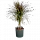 ПАЛЬМЫ