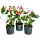 Цветущие растения